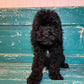 Close-up of a Cockapoo puppy’s curly coat
