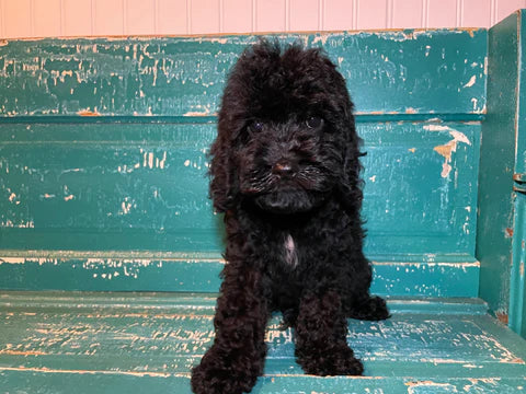 Close-up of a Cockapoo puppy’s curly coat
