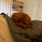 Gertie (Cavapoo)