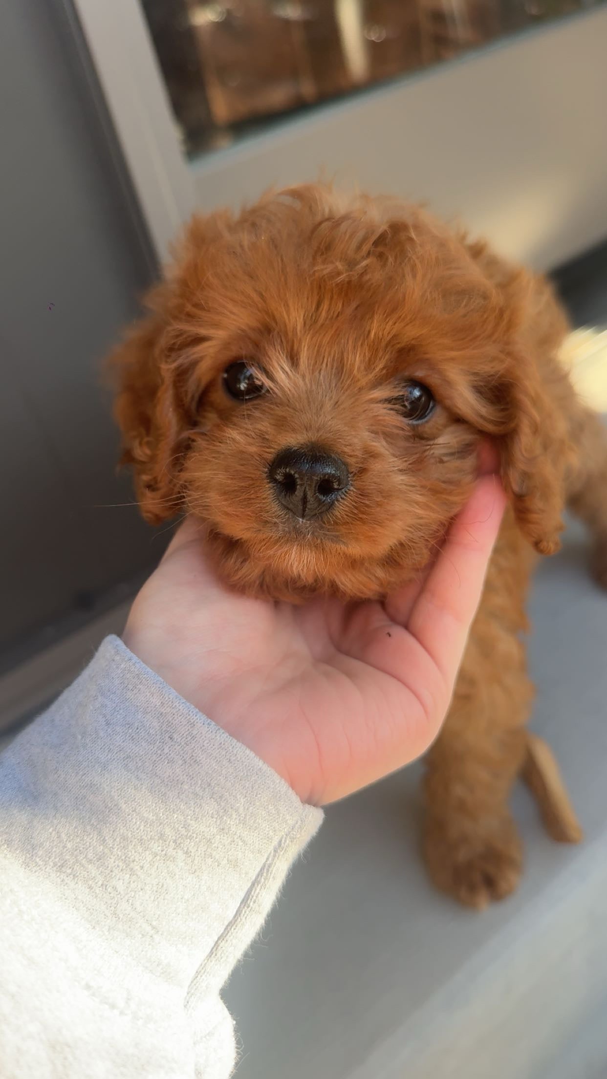 Gertie (Cavapoo)