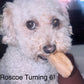 Roscoe turning 6.  Maltipoo 