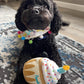 Black Cockapoo 2nd birthday 