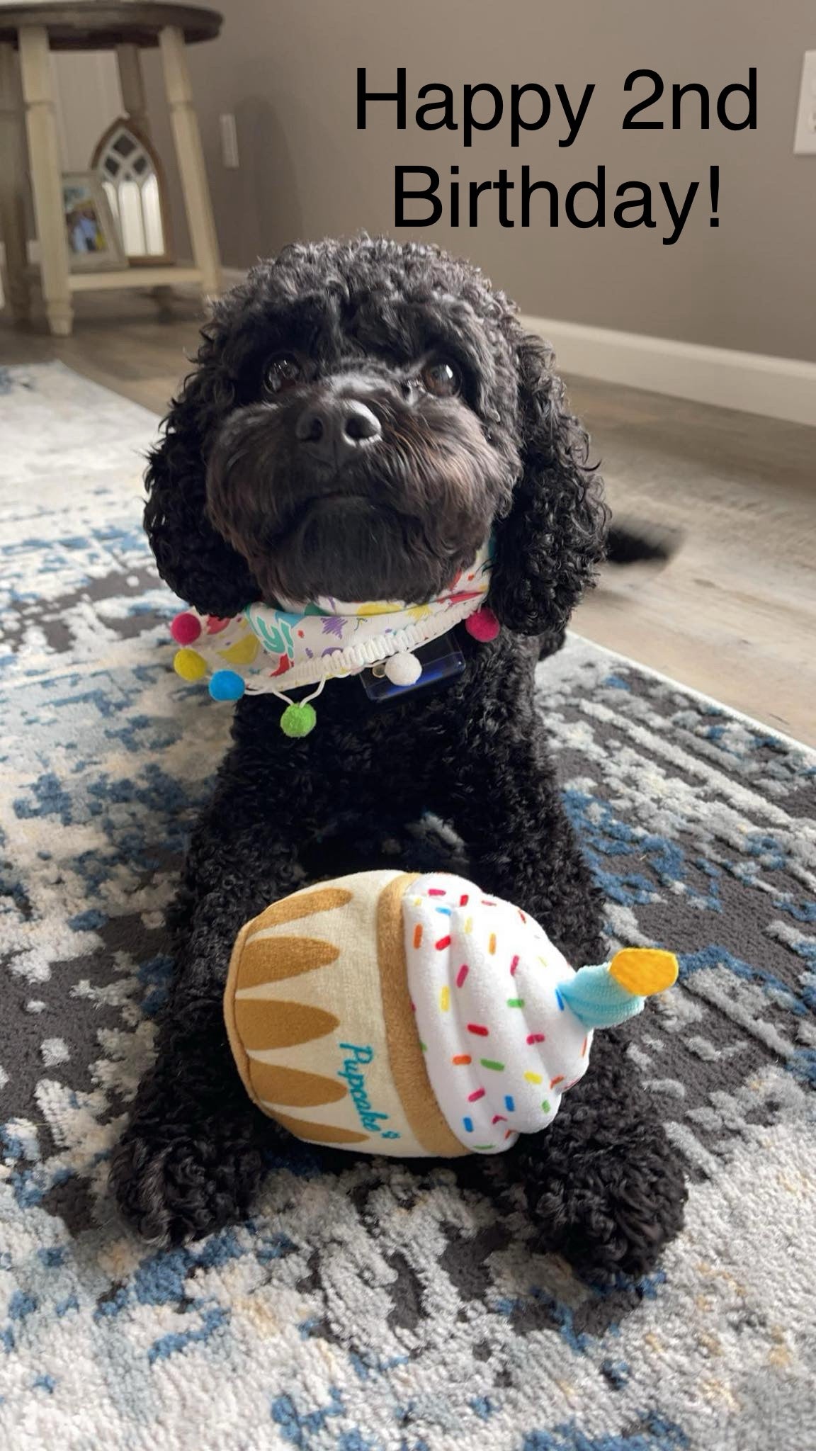 Black Cockapoo 2nd birthday 