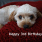 Maevee the Cavapoo.  Happy 3rd birthday! 