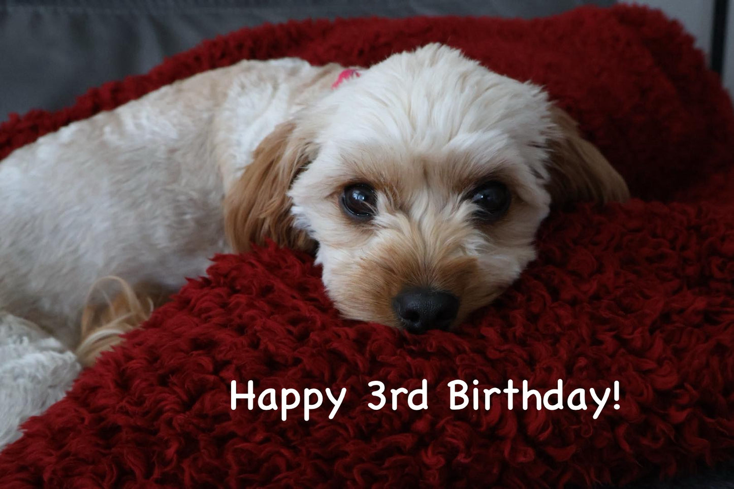 Maevee the Cavapoo.  Happy 3rd birthday! 