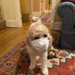 "Bella" The Cavapoo In Her New Home In Chicago!