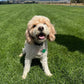 "Bella" The Cavapoo In Her New Home In Chicago!