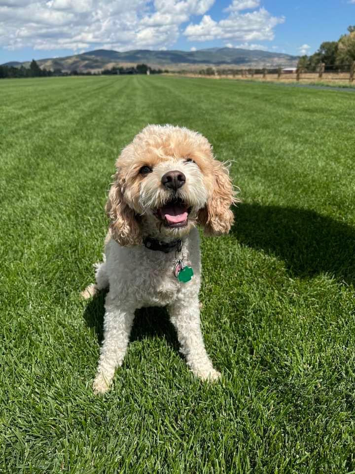 "Bella" The Cavapoo In Her New Home In Chicago!