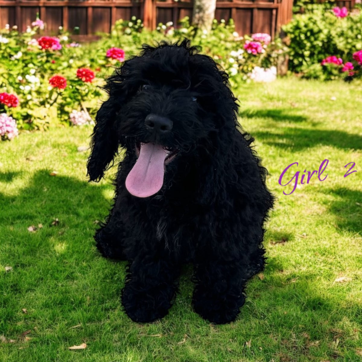 Sweet black Cockapoo girl for sale
