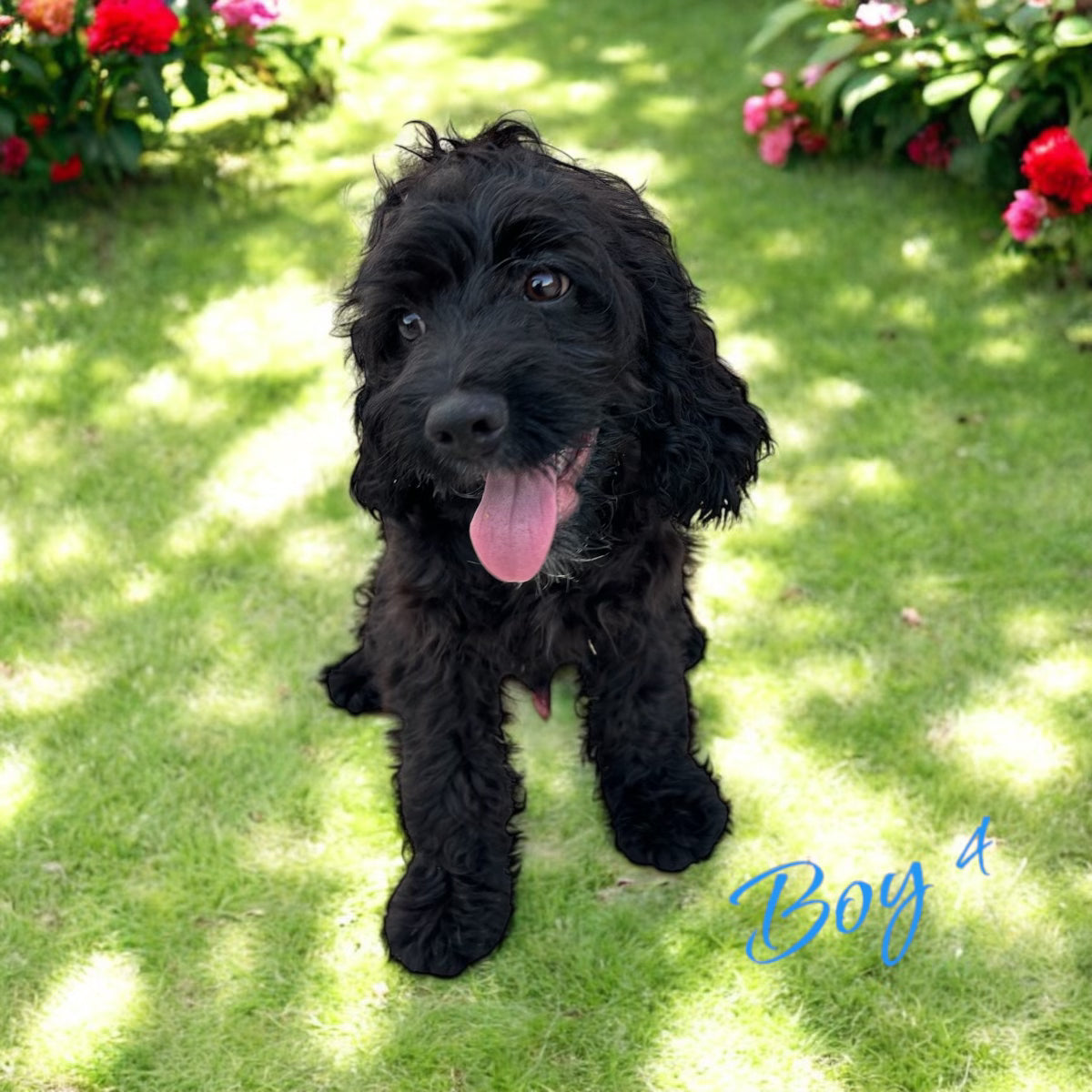 Calm and loving black Cockapoo puppy
