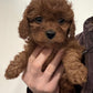 Cavapoo Girl 2 - (Held for Sara B)