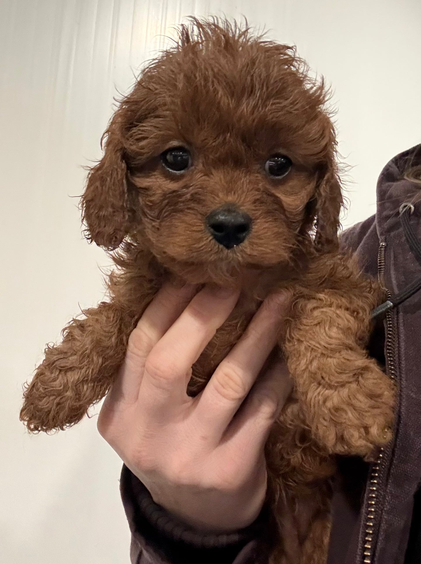 Cavapoo Girl 2 - (Held for Sara B)
