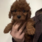 Cavapoo Girl 2 - (Held for Sara B)