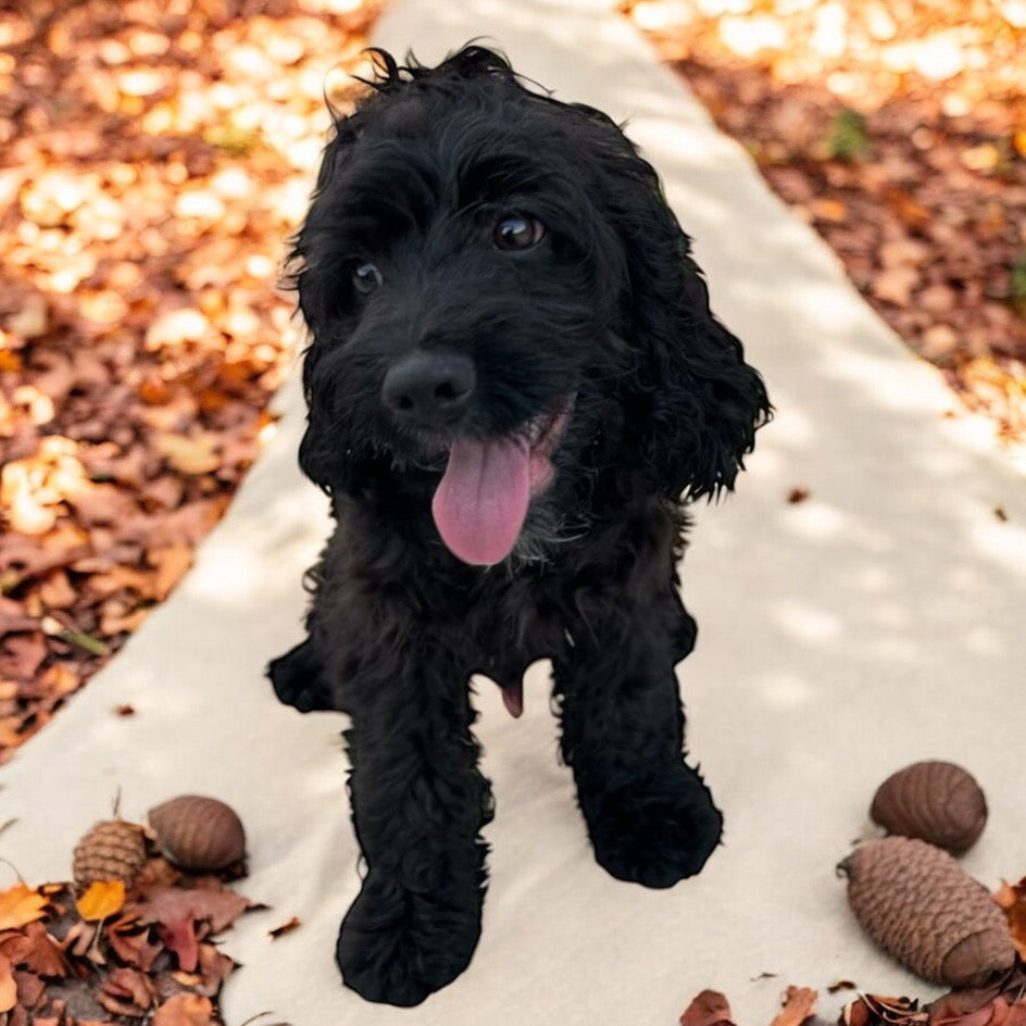 Cockapoo (Boy 4)