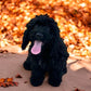 “Nyxie” Cockapoo Girl