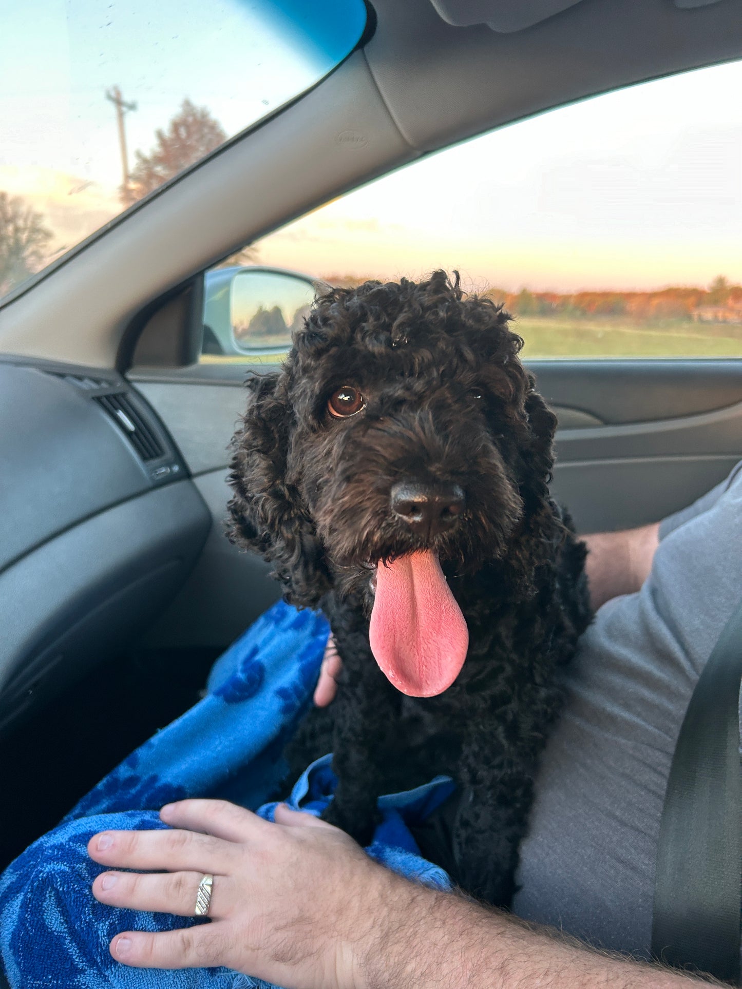 “Nyxie” Cockapoo Girl