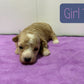 Maltipoo Girl 1