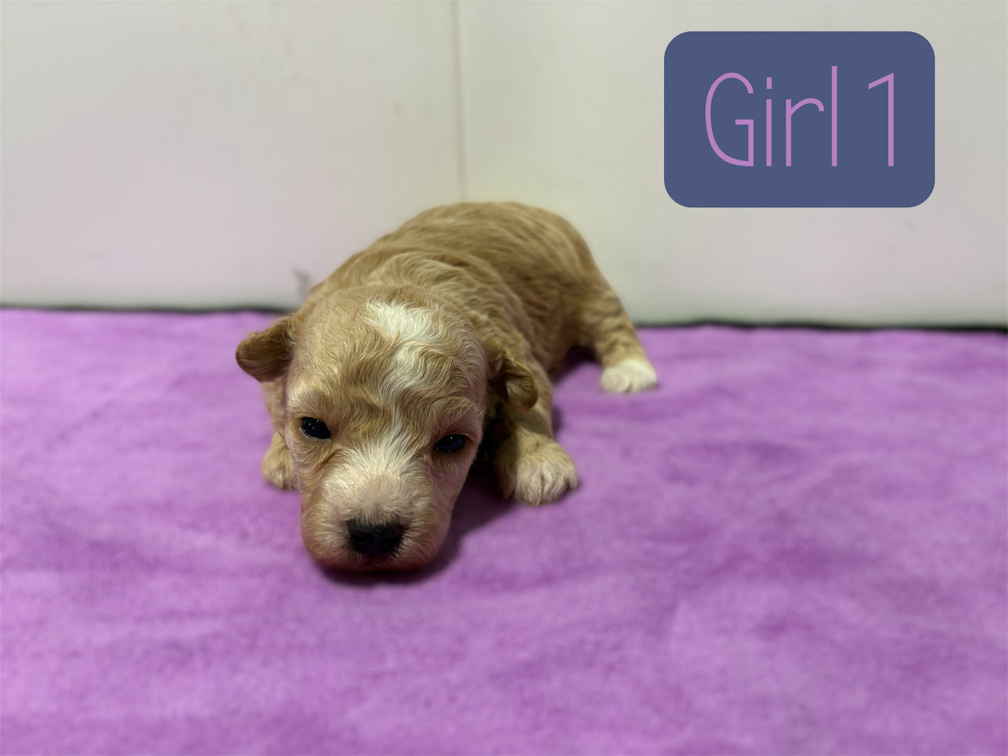 Maltipoo Girl 1