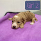Maltipoo Girl 2