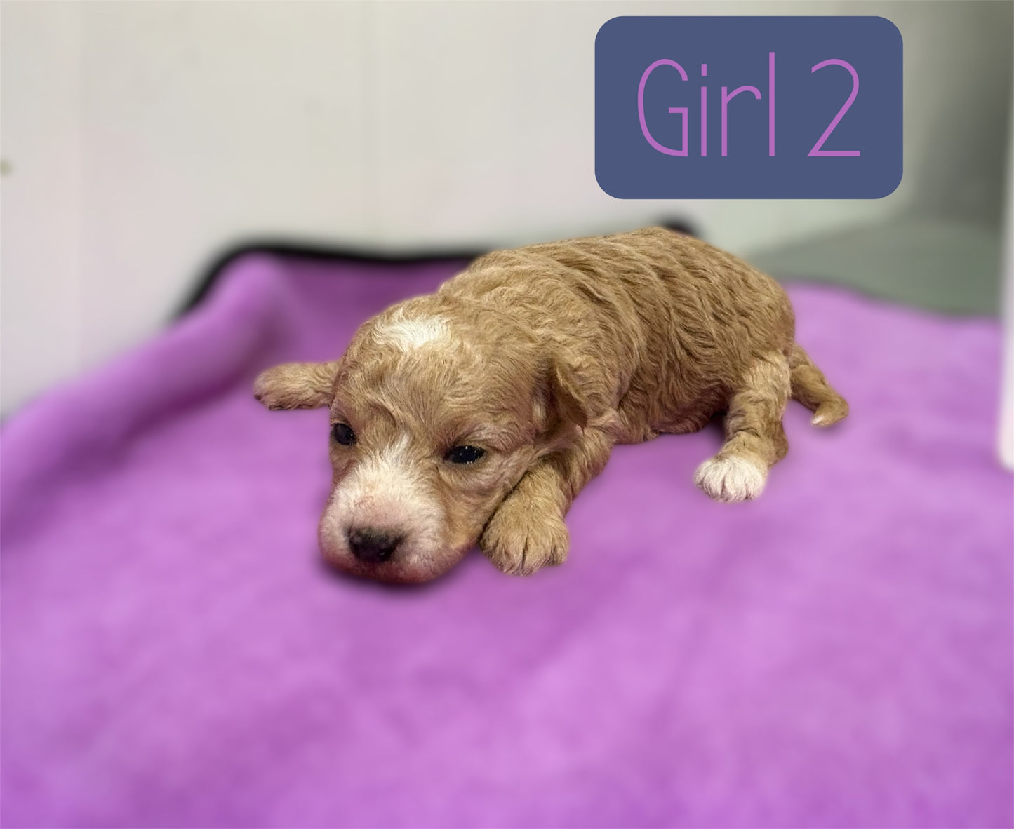 Maltipoo Girl 2