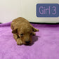 Maltipoo Girl 3 (held for Serena)