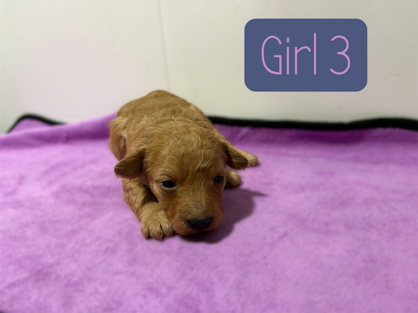 Maltipoo Girl 3 (held for Serena)
