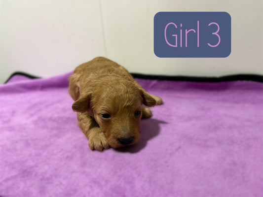 Maltipoo Girl 3