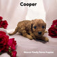 Cooper the red Cavapoo puppy for adoption