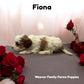 Fiona Cavapoo puppy girl for adoption 