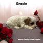 Gracie the white and brown Cavapoo for sale