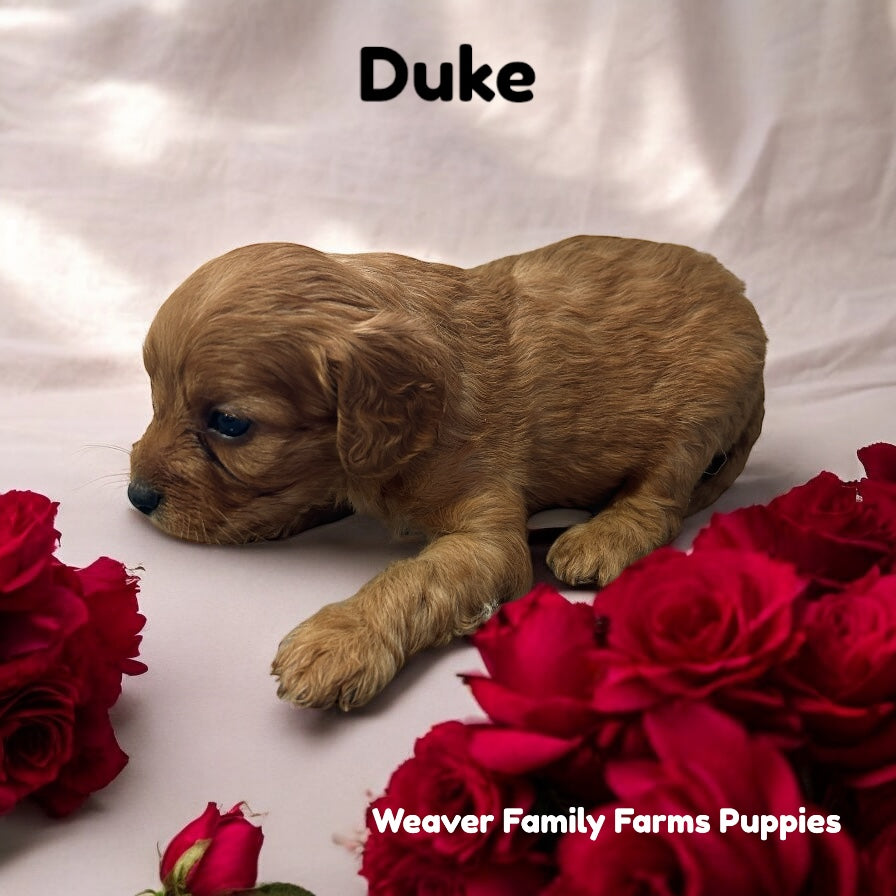 “Duke” red Cavapoo puppy for sale