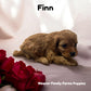 Finn the red Cavapoo puppy for sale