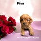 Finn (Cavapoo)