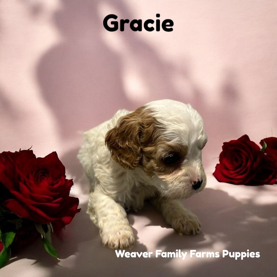 Gracie (Cavapoo) Held For Sherri Ann