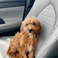 Teddy (Cavapoo)