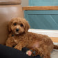 Teddy (Cavapoo)