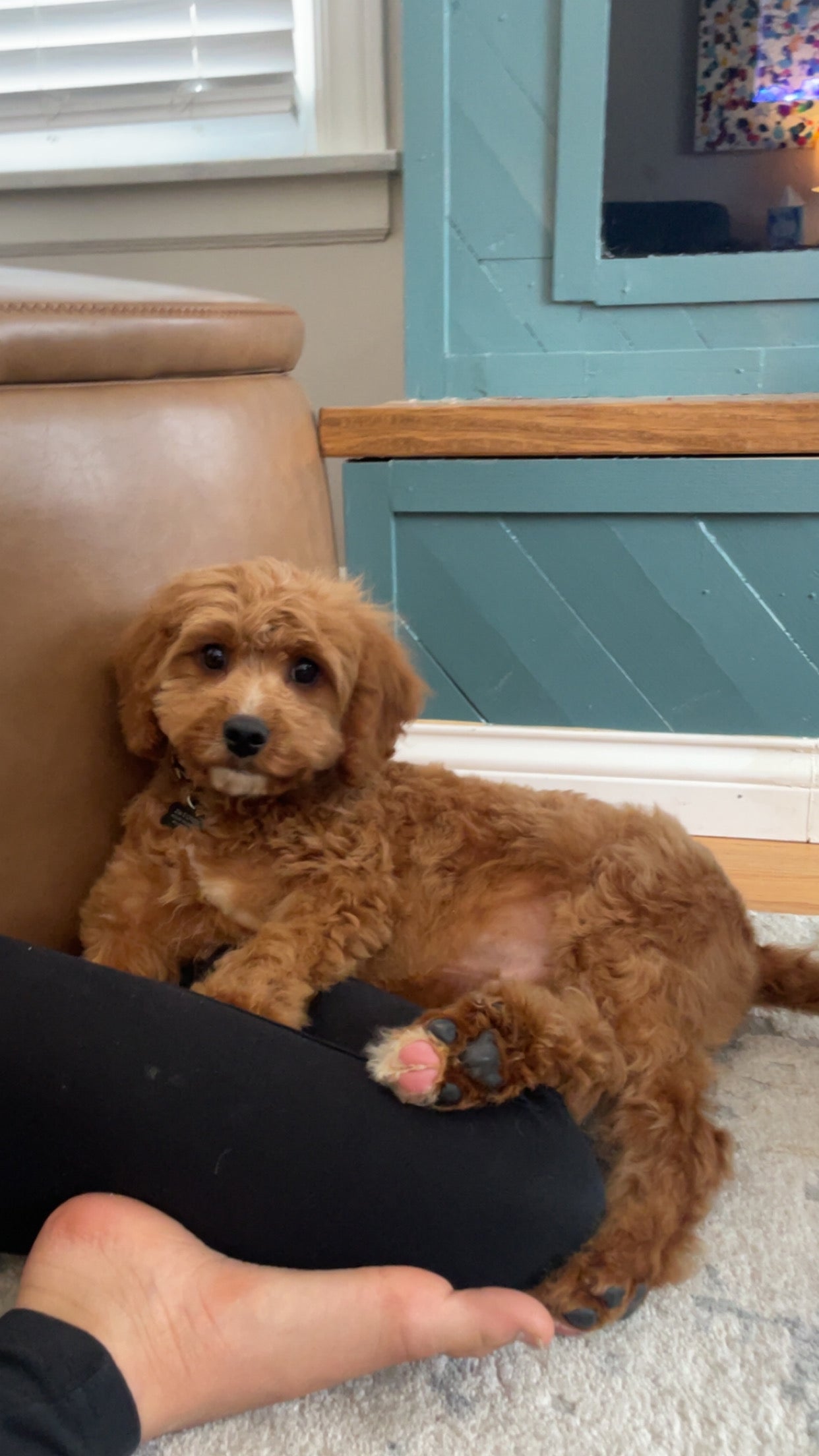 Teddy (Cavapoo)