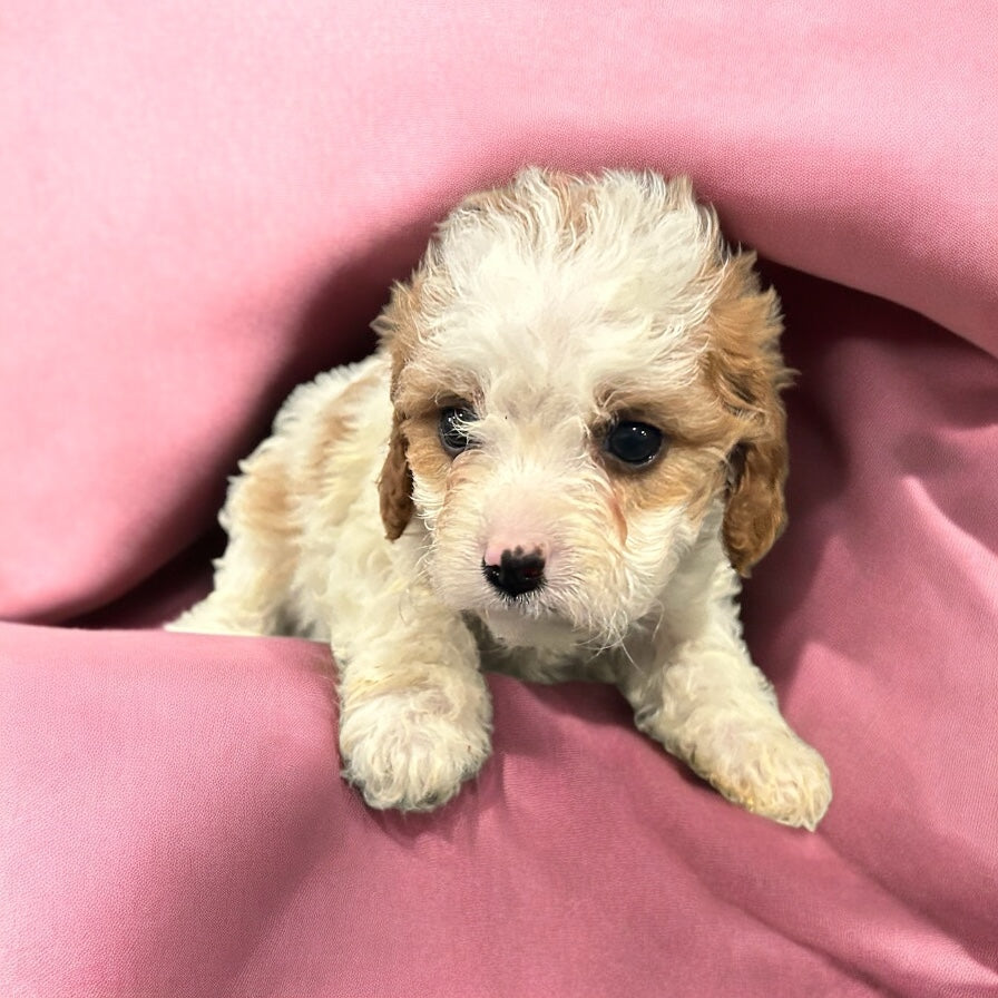 Fiona (Cavapoo) held for the Garrido family!