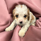 Fiona (Cavapoo) held for the Garrido family!