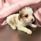 Fiona (Cavapoo) held for the Garrido family!