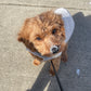 Cute red Cavapoo playing in the snow 