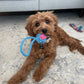 Red Cavapoo named Teddy playing with puppy chew toy 
