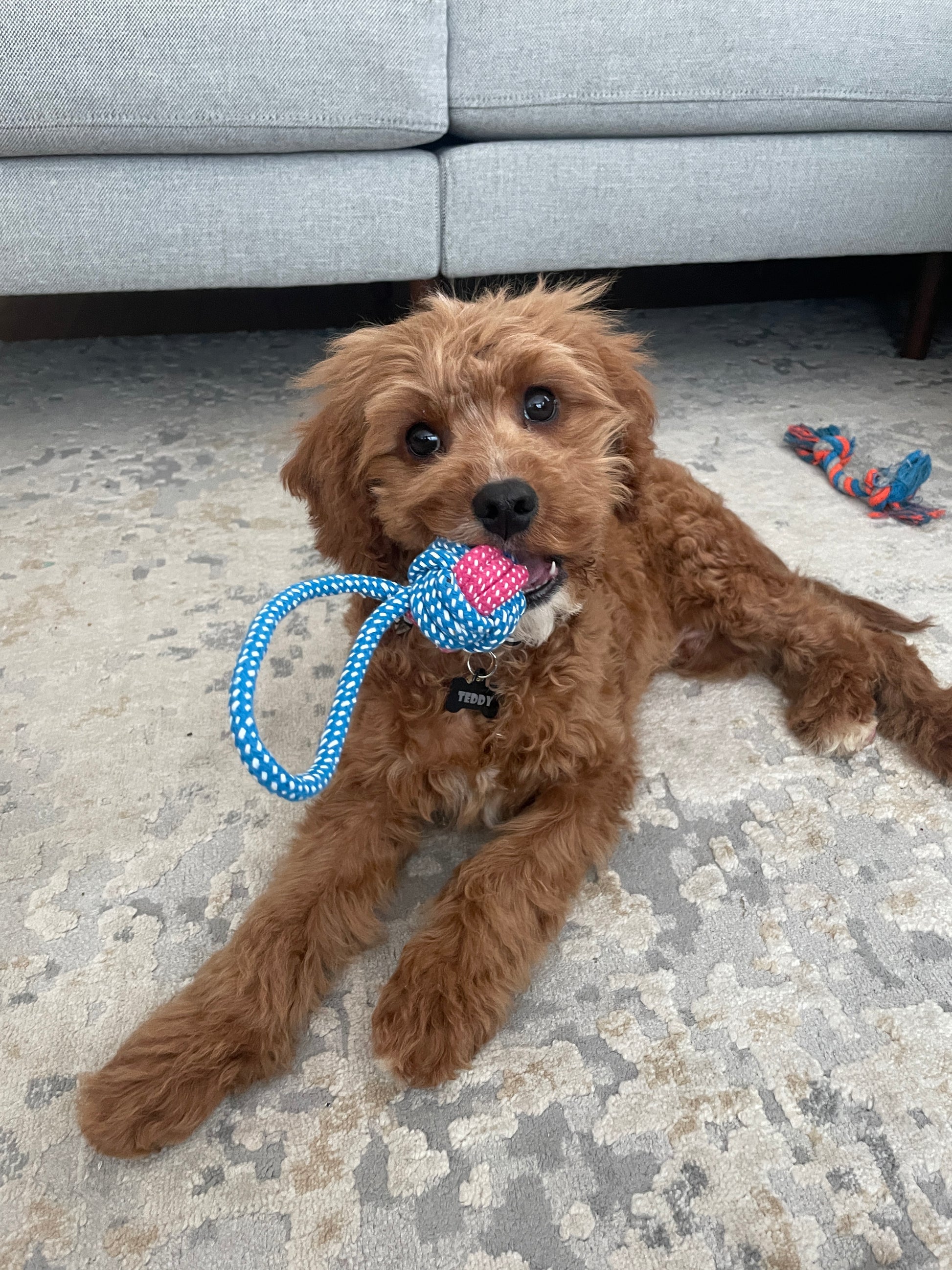 Red Cavapoo named Teddy playing with puppy chew toy 
