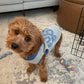 Teddy (Cavapoo)