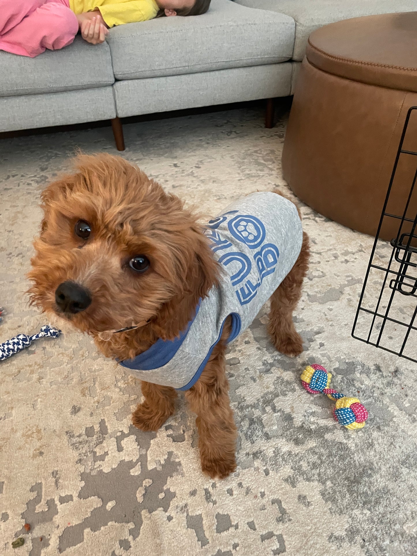 Teddy (Cavapoo)