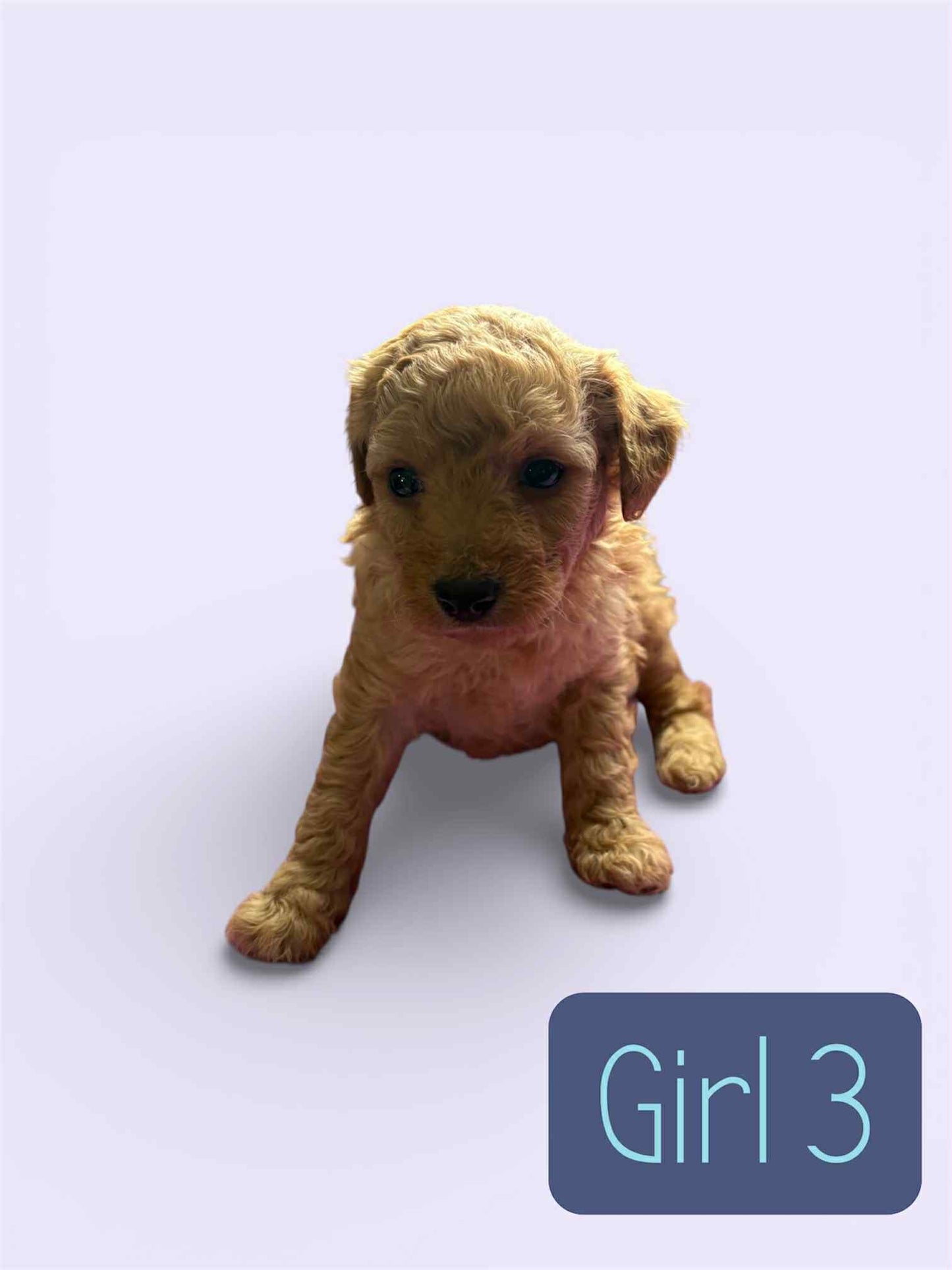 Maltipoo Girl 3 (held for Serena)