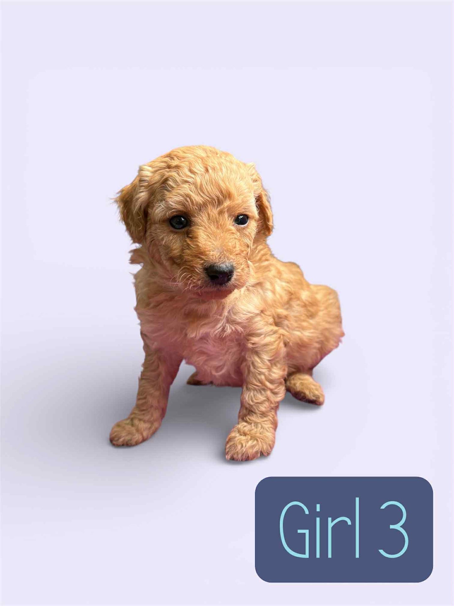 Maltipoo Girl 3 (held for Serena)