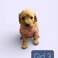 Maltipoo Girl 3 (held for Serena)