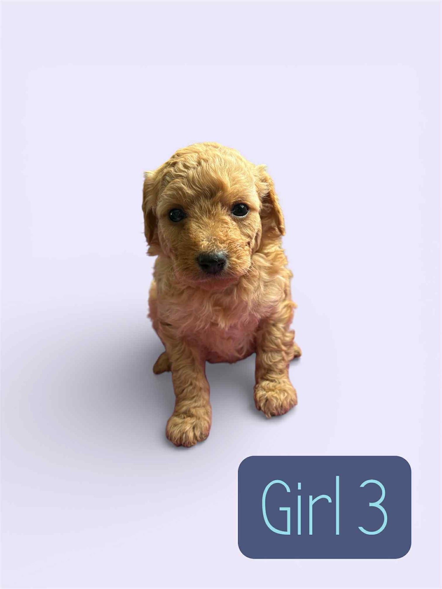 Maltipoo Girl 3 (held for Serena)