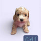 Maltipoo Girl 1